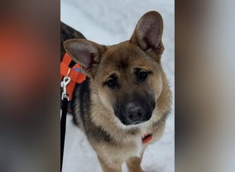 Ruhige NOOBI sucht ein Zuhause