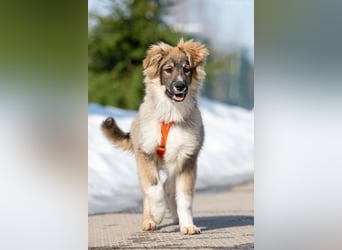 Freundlicher ILYUSHA sucht seine Menschen