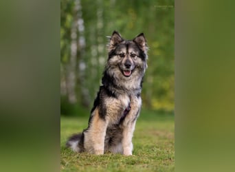 Wuschelige FREYA sucht ein schönes Zuhause