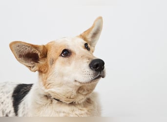 Feine SERAFIMA sucht ihre Familie