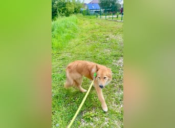 Hübscher SPAYK sucht eine Familie (gerne mit Kindern)