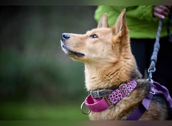 JEK ist ein echter Familienhund. Familie wird gesucht.