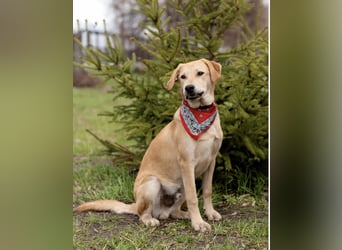 Ausgeglichener OKAMI sucht Familie