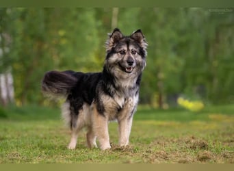 Wuschelige FREYA sucht ein schönes Zuhause