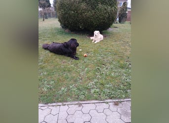 Bildhübsche EFFI sucht eine neue Familie