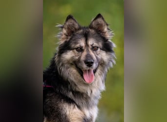 Wuschelige FREYA sucht ein schönes Zuhause