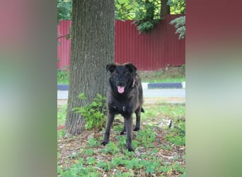 Braver MISHKA sucht ein Zuhause