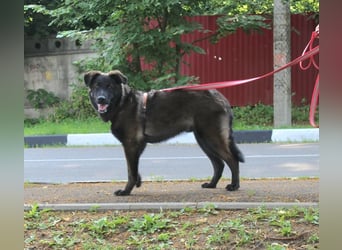 Braver MISHKA sucht ein Zuhause