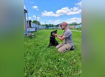 Braver MISHKA sucht ein Zuhause