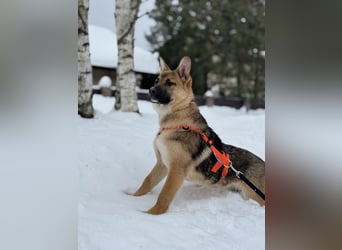 Ruhige NOOBI sucht ein Zuhause