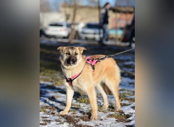 Nachdenkliche Arina ist für ruhige Menschen