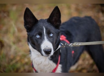 Ruhiger LEVIN sucht ein Zuhause