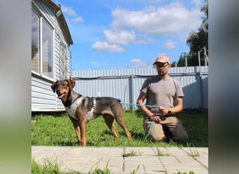 Ausgeglichener BRUNO sucht eine Familie