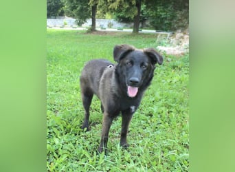 Braver MISHKA sucht ein Zuhause