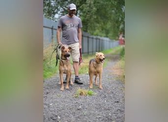 JEK ist ein echter Familienhund. Familie wird gesucht.