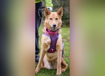 JEK ist ein echter Familienhund. Familie wird gesucht.