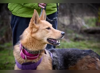 JEK ist ein echter Familienhund. Familie wird gesucht.