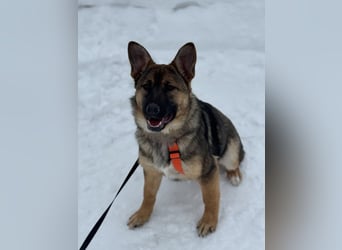 Aktive NARVA sucht eine liebevolle Familie