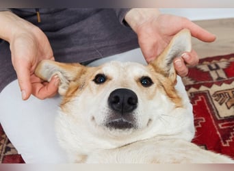 Feine SERAFIMA sucht ihre Familie