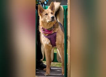 JEK ist ein echter Familienhund. Familie wird gesucht.