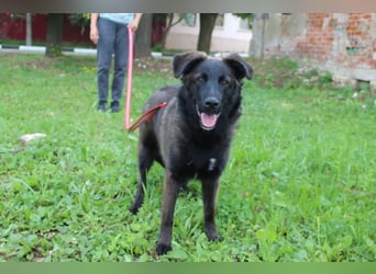 Braver MISHKA sucht ein Zuhause