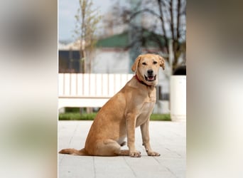 Ausgeglichener OKAMI sucht Familie