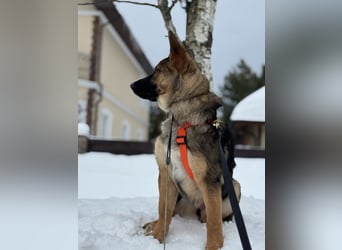 Aktive NARVA sucht eine liebevolle Familie