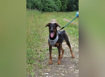 Schlauer BEN sucht ein liebevolles Zuhause