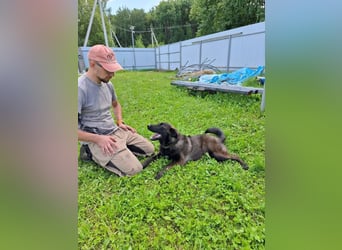 Braver MISHKA sucht ein Zuhause