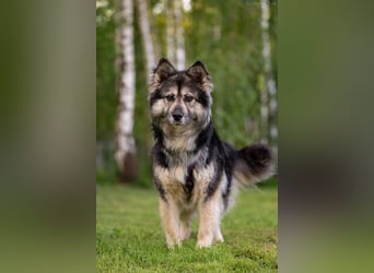 Wuschelige FREYA sucht ein schönes Zuhause