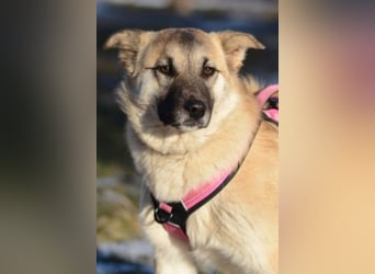 Nachdenkliche Arina ist für ruhige Menschen