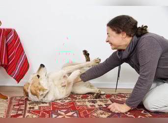 Feine SERAFIMA sucht ihre Familie