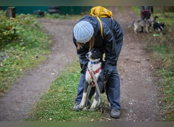 Ruhiger LEVIN sucht ein Zuhause