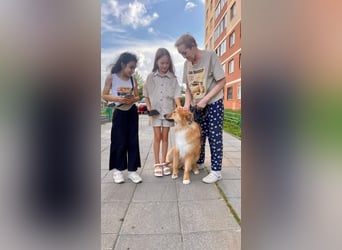 Hübscher SPAYK sucht eine Familie (gerne mit Kindern)