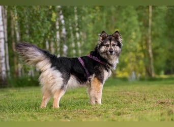 Wuschelige FREYA sucht ein schönes Zuhause