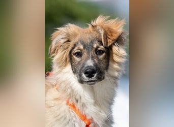 Freundlicher ILYUSHA sucht seine Menschen