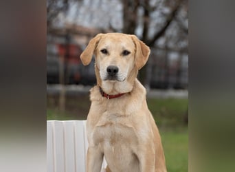 Ausgeglichener OKAMI sucht Familie