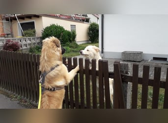 Bildhübsche EFFI sucht eine neue Familie