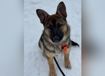 Aktive NARVA sucht eine liebevolle Familie