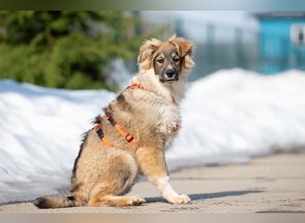 Freundlicher ILYUSHA sucht seine Menschen