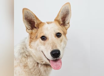 Feine SERAFIMA sucht ihre Familie