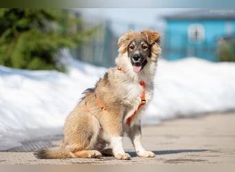 Freundlicher ILYUSHA sucht seine Menschen