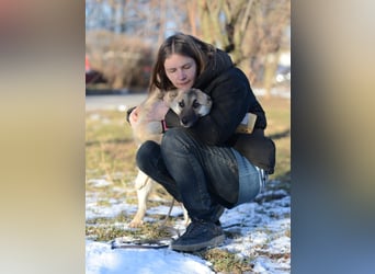 Nachdenkliche Arina ist für ruhige Menschen