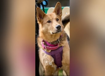 JEK ist ein echter Familienhund. Familie wird gesucht.