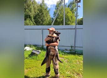 Braver MISHKA sucht ein Zuhause