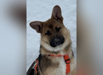 Ruhige NOOBI sucht ein Zuhause