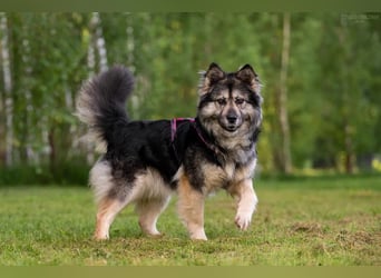 Wuschelige FREYA sucht ein schönes Zuhause