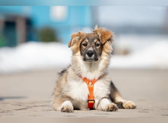 Freundlicher ILYUSHA sucht seine Menschen