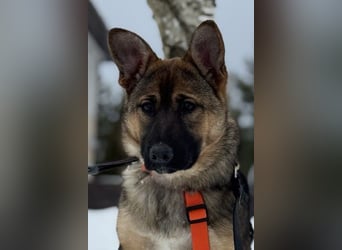 Aktive NARVA sucht eine liebevolle Familie