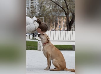 Ausgeglichener OKAMI sucht Familie